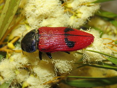 Temognatha bonvouloirii