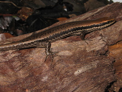 Notomabuya frenata