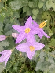 Solanum trilobatum