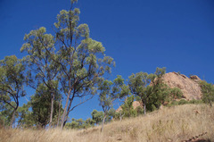 Eucalyptus drepanophylla