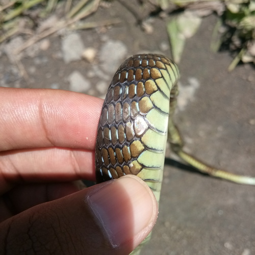 Photo of a Gray Bronzeback (modestus) (Dendrelaphis modestus)