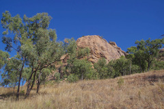Eucalyptus drepanophylla