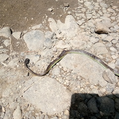 Dendrelaphis modestus