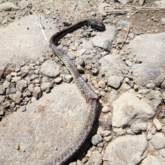 Dendrelaphis modestus