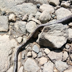 Dendrelaphis modestus