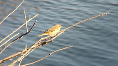 Phylloscopus collybita