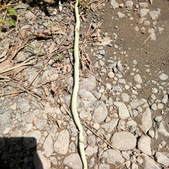 Dendrelaphis modestus