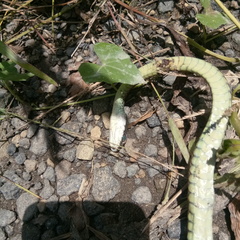 Dendrelaphis modestus