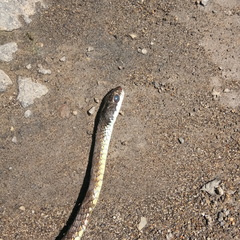 Dendrelaphis modestus