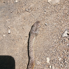 Dendrelaphis modestus