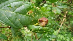Epiprinus mallotiformis