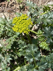 Tauschia kelloggii