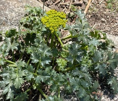 Tauschia kelloggii