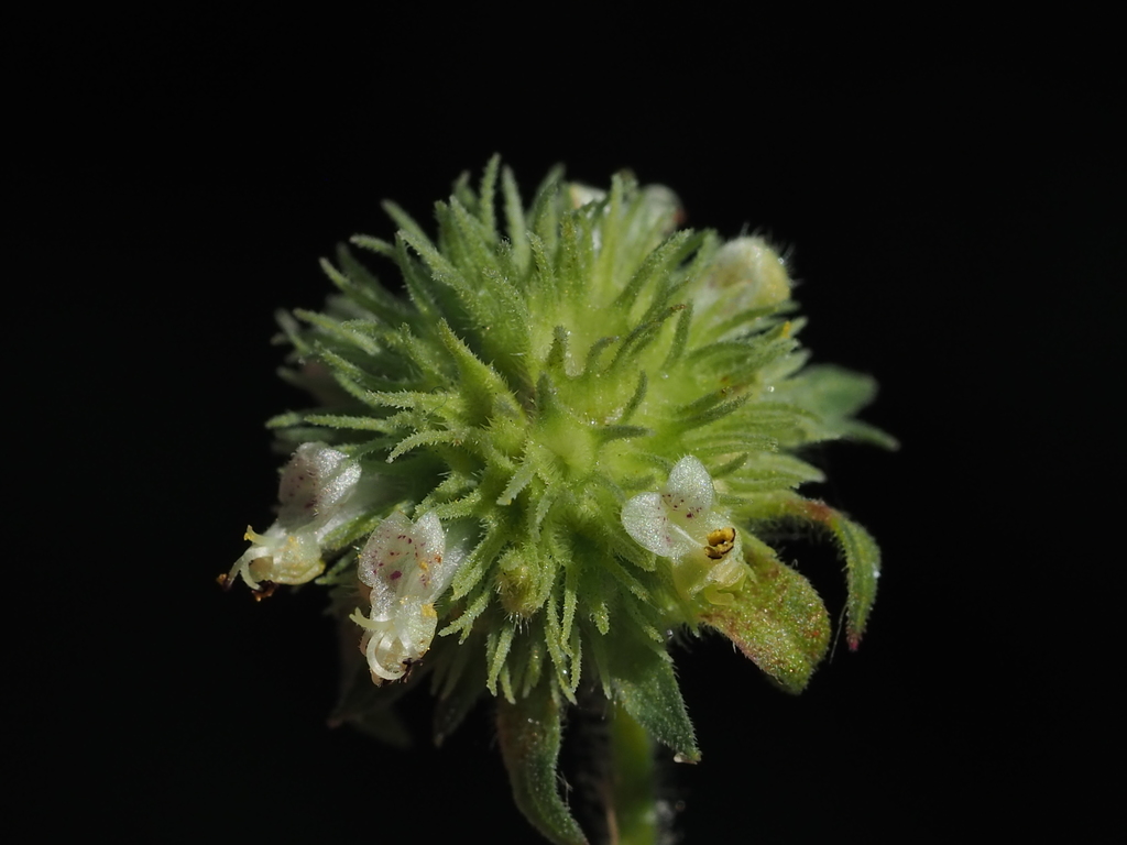 Hyptis rhomboidea