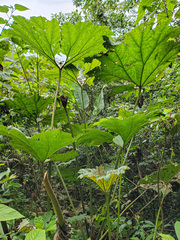 Gunnera