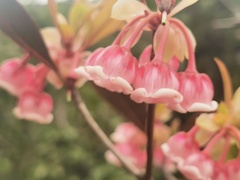 Enkianthus