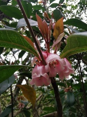 Enkianthus