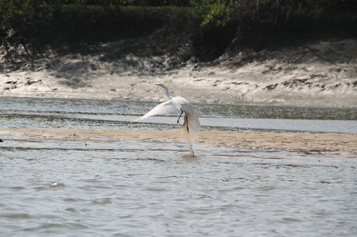 Great Egret