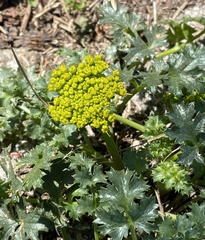 Tauschia kelloggii