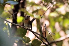 Cyornis hainanus