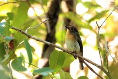 Cyornis hainanus