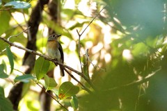 Cyornis hainanus
