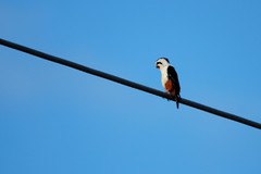 Microhierax caerulescens