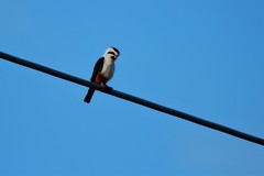 Microhierax caerulescens