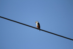 Microhierax caerulescens