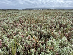 Chenolea diffusa