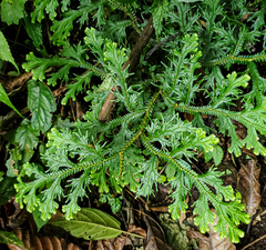 Selaginella doederleinii