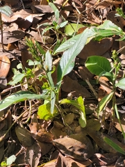 Pseudelephantopus spicatus