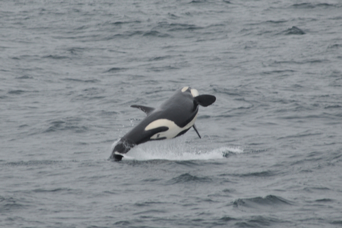 Orca photographed in Alaska