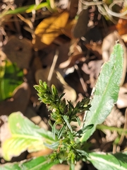 Pseudelephantopus spicatus