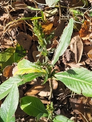 Pseudelephantopus spicatus