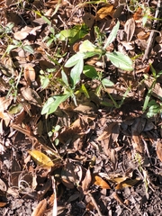 Pseudelephantopus spicatus