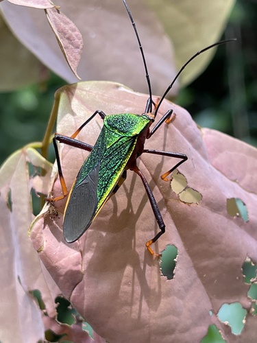 Challia Insect Genus Callichlamydia · iNaturalist