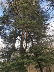Abies nordmanniana