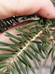 Abies nordmanniana