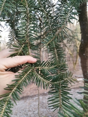 Abies nordmanniana