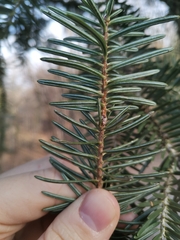 Abies nordmanniana