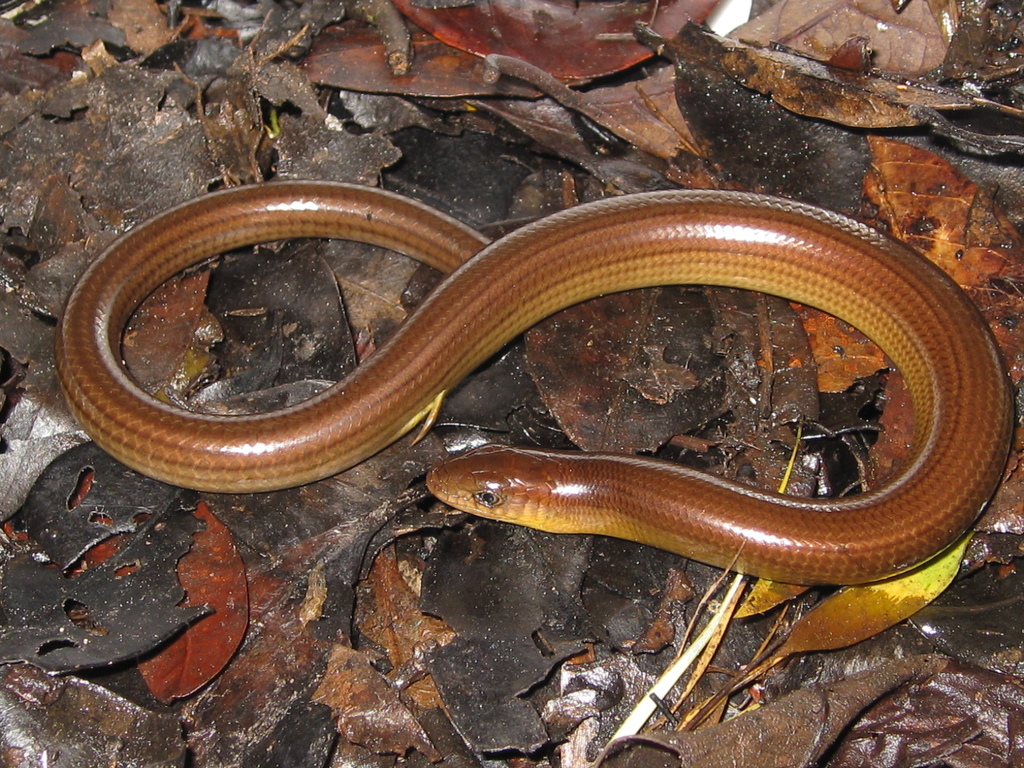 Fragile Worm Lizard