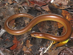 Ophiodes fragilis