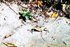 Basiliscus vittatus