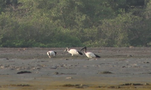 African Sacred Ibis