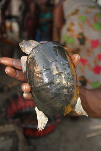 West African Mud Turtle