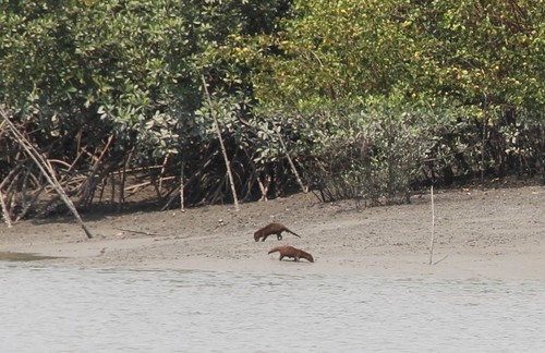 Marsh Mongoose