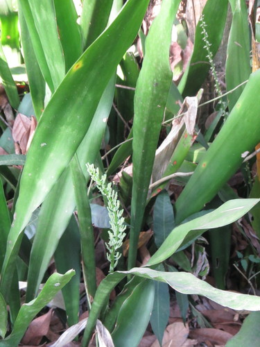 Image of Sansevieria senegambica by (c) Lucy Keith-Diagne, some rights reserved (CC BY)