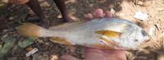 Pseudotolithus elongatus