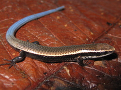 Maximilian's Blue-Tailed Microteiid photo 3